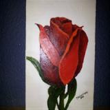 A red rose - R300