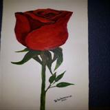 Single Red Rose - R300