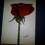 Solitary Red Rose - R300